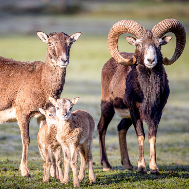 202305_designer_outlet_soltau_tourimus_attraktionen_wildpark_lueneburger_heide_teaser_third_740x740px.png