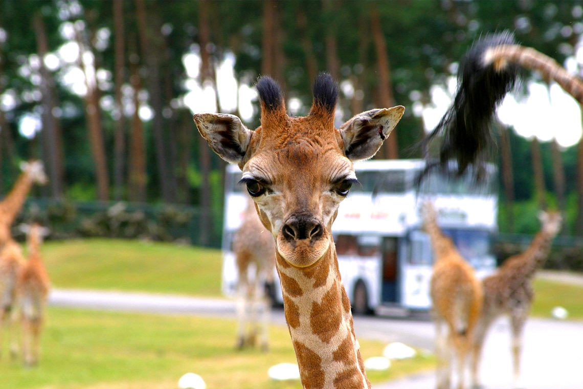 SERENGETI-PARK_Tierwelt_Giraffe.jpg