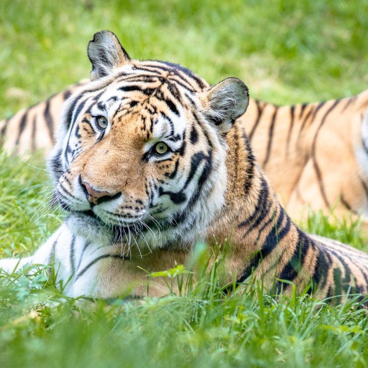 Wildpark_Lüneburger_Heide_2025.jpg